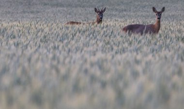 Divljač na cesti - vozači, pripazite!