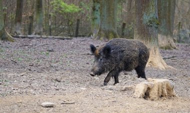 PULA: Građani, oprez! Danas započinje provedba Plana mjera za sprječavanje šteta od divljači