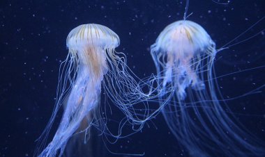 ROVINJ U srijedu predavanje Vlade Bjelajca na temu 'Ronjenje i podvodna fotografija'