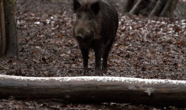 Jedan naletio na lisicu, a drugi na divlju svinju