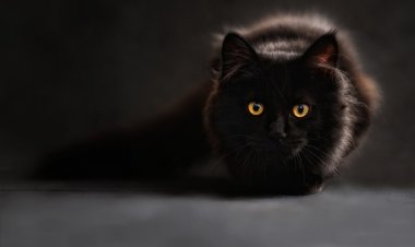 Sterilizacija mačaka u Istri po akcijskim cijenama do kraja veljače