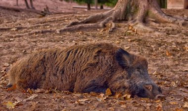 Muškarac pucao na divlju svinju usred Banjola