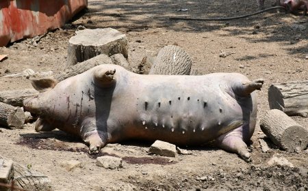 U e-savjetovanju program potpore svinjogojcima zbog afričke svinjske kuge