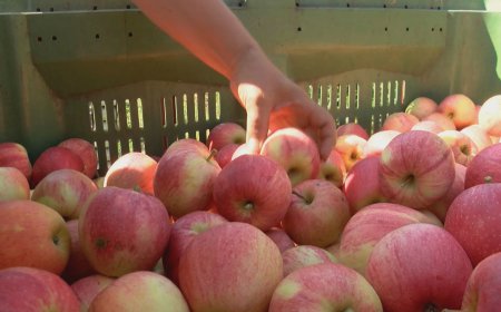 Počela berba jabuka, proizvođači očekuju veću otkupnu cijenu