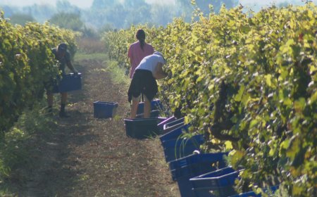 Vinogradari na zadarskom području u problemima; urod slabiji i do 40%