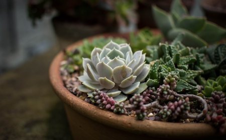 ŽMINJ Počeli 'Bodljikavi dani', izložba kaktusa i sukulenata