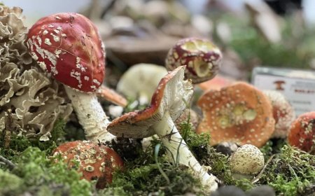 U subotu na pazinskoj tržnici održana Istarska izložba gljiva