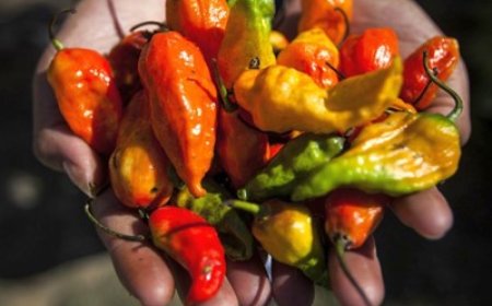 Guinnessova knjiga rekorda predstavlja novu najljuću papričicu