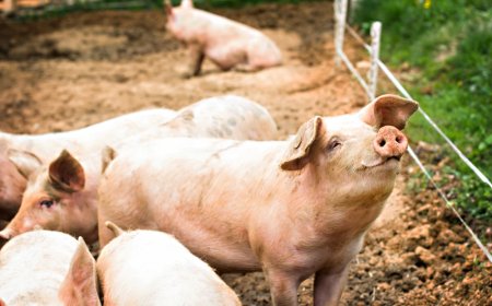 U Slavoniji od sutra dopuštena svinjokolja