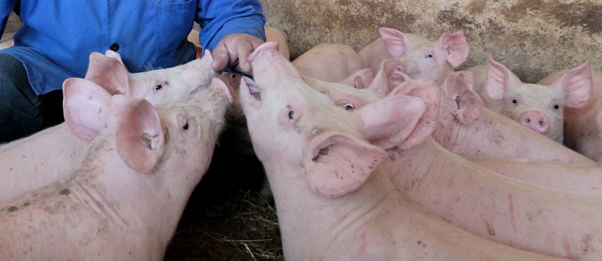 Odbor HPK podržava program potpore svinjogojcima