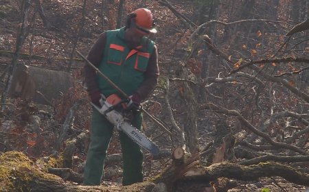 Umjesto kvalitetnih trupaca, iz lipičkih šuma uglavnom izlazi drvna sječka