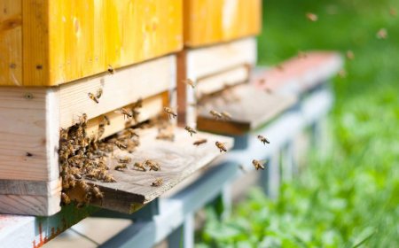 Pčelari poručuju: Kupujte med od lokalnog i provjerenog pčelara