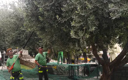 Pulska Herculanea i ove godine donirala maslinovo ulje lokalnim udrugama