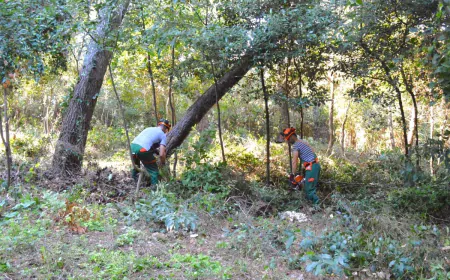 Nastavlja se uređivanje šumice iznad Gortanove uvale