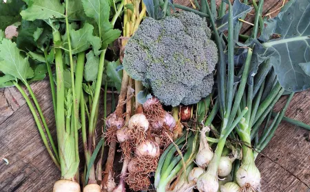 Sjeme, početak i kraj svakog vrta - besplatna radionica u Društvenom vrtu Gregovica