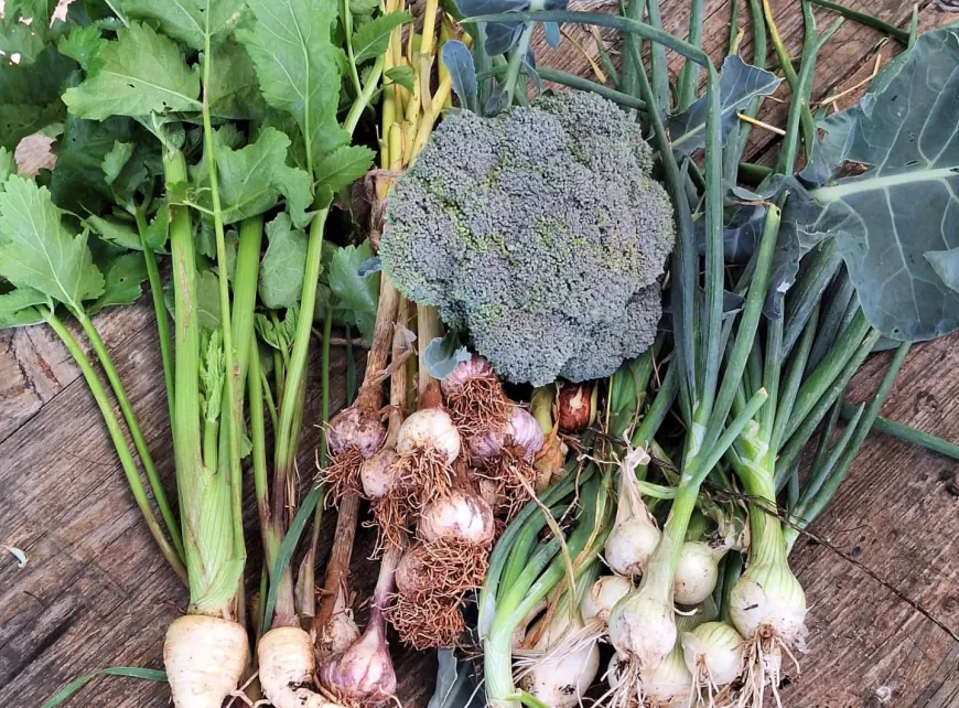 Sjeme, početak i kraj svakog vrta - besplatna radionica u Društvenom vrtu Gregovica