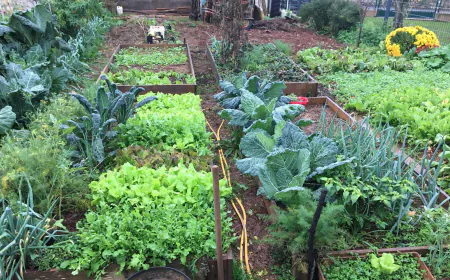 Besplatna radionica u Društvenom vrtu Gregovica: Što naš vrt radi zimi?